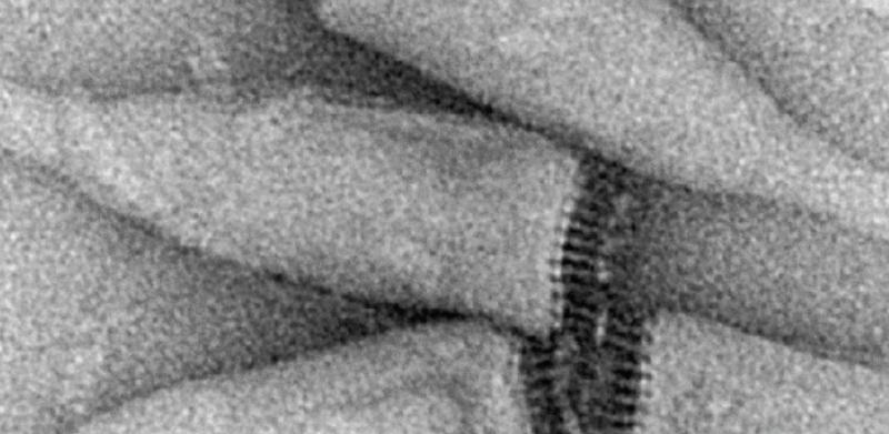Ampullaviridae