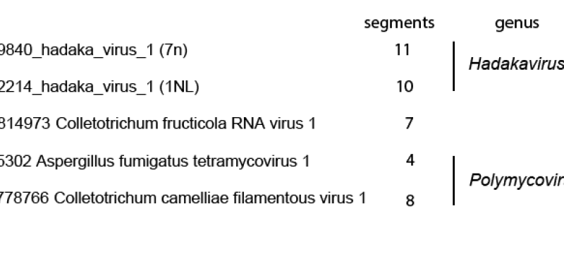 Hadakaviridae