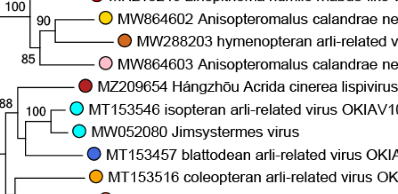 Lispiviridae phylogeny
