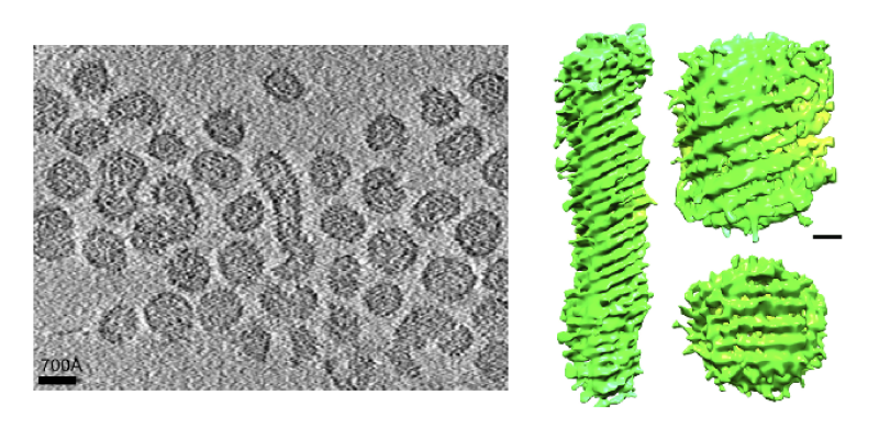 Matonaviridae
