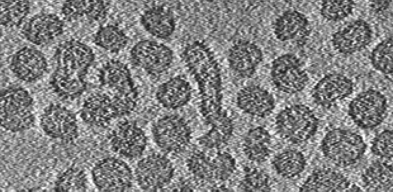 Matonaviridae