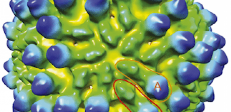 Megabirnaviridae