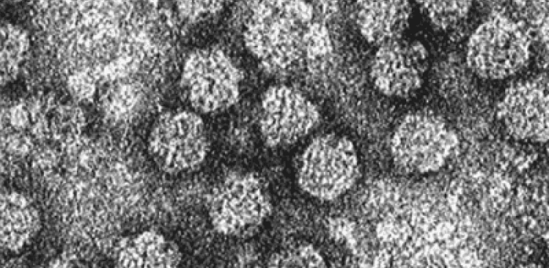 Nanoviridae