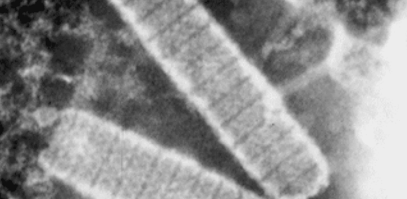 Nimaviridae