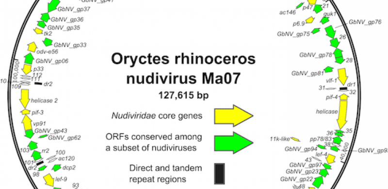 Nudiviridae