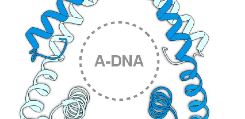 Adnaviria