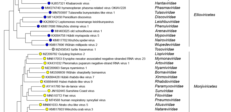 Amnoonviridae 