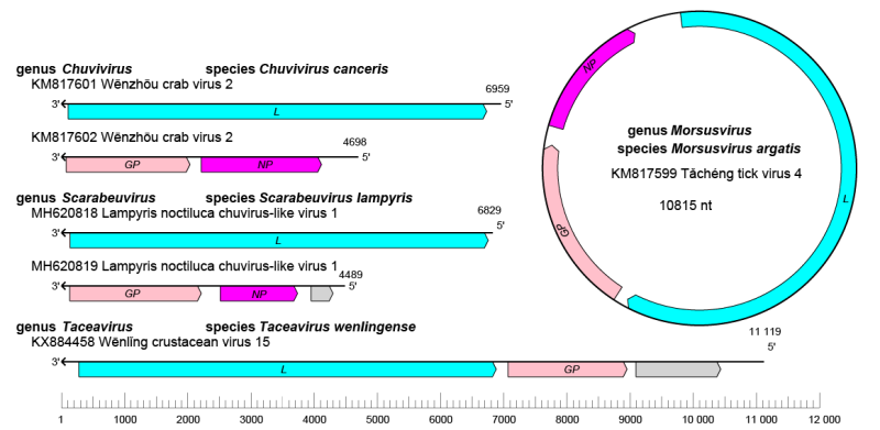Chuviridae