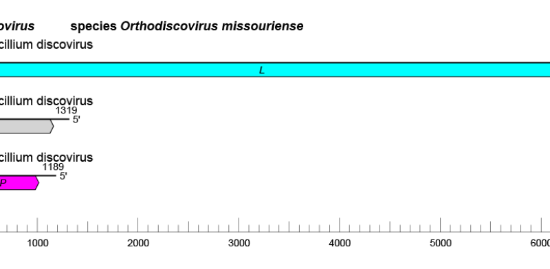 Discoviridae