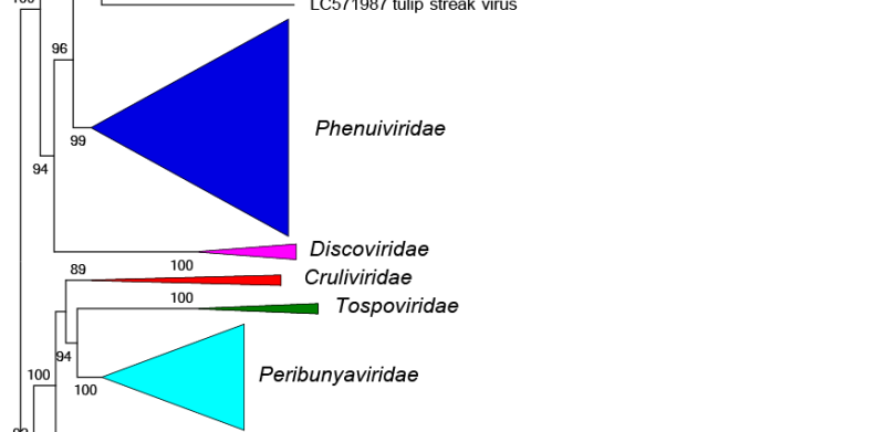 Leishbuviridae