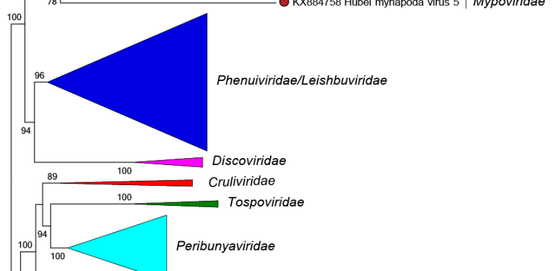Mypoviridae