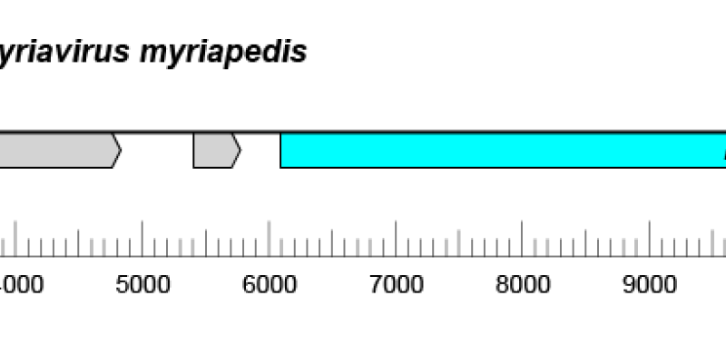 Myriaviridae