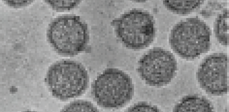 Phenuiviridae