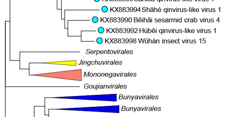 Qinviridae