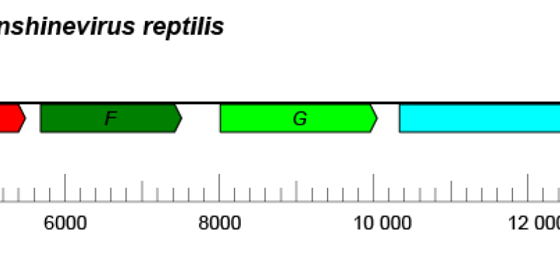 Sunviridae