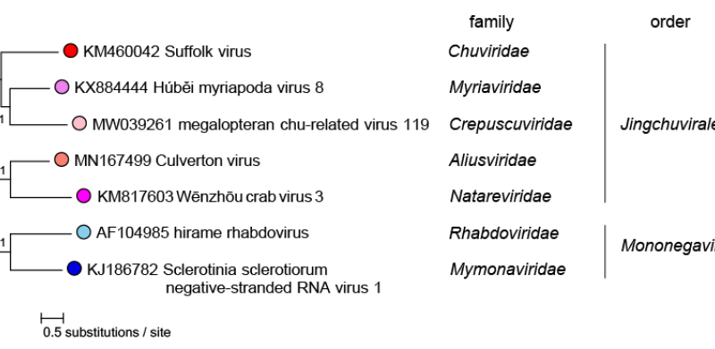 Jingchuvirales