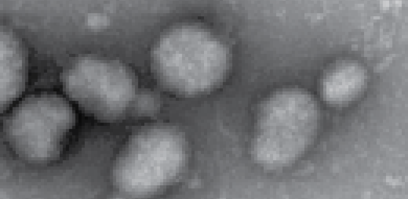Phasmaviridae