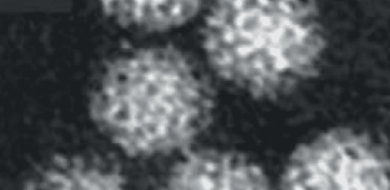 Picornaviridae