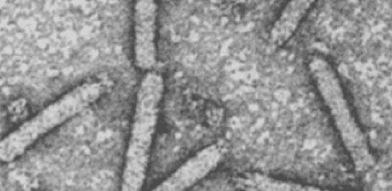 Plectroviridae