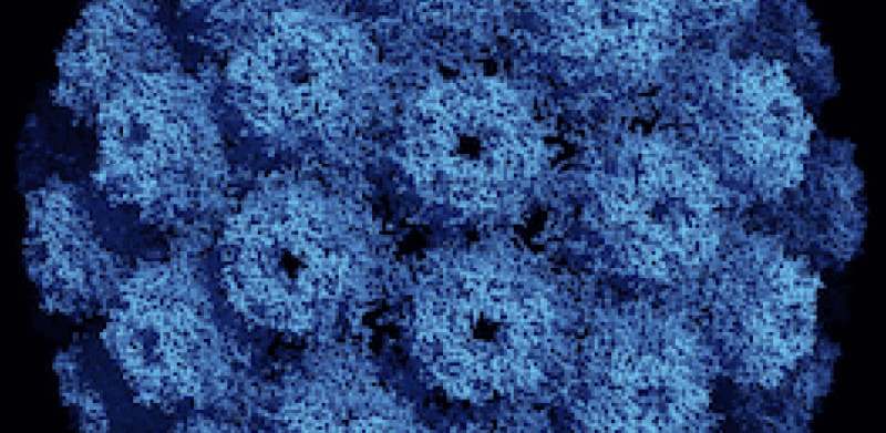 Polyomaviridae