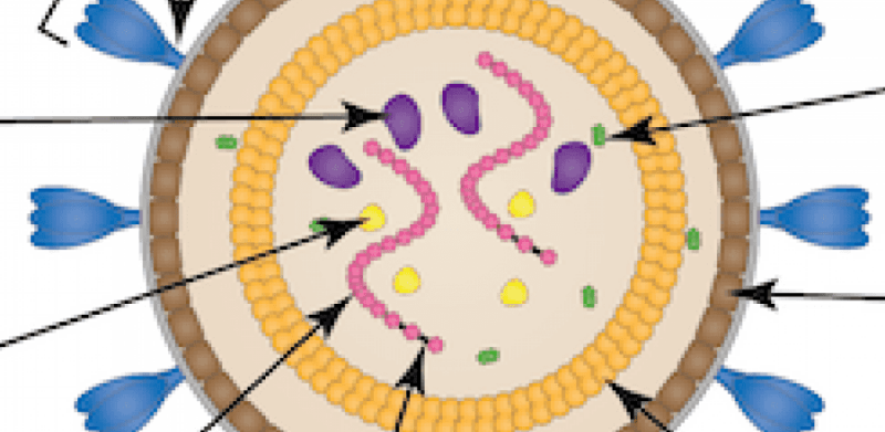 Retroviridae