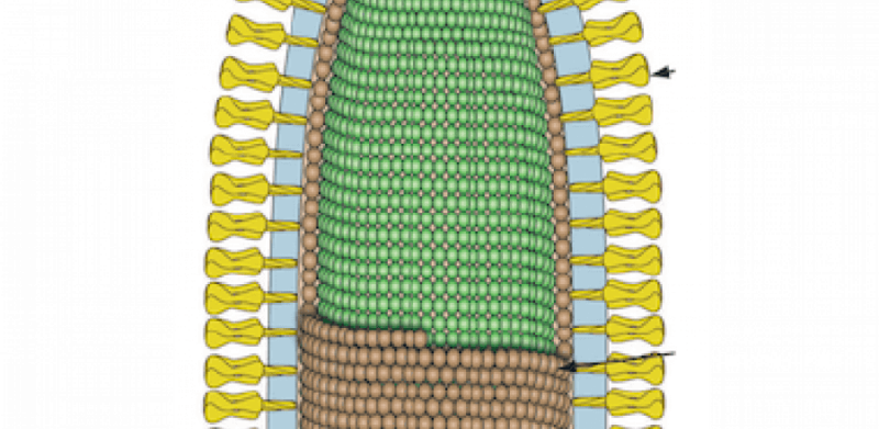 Rhabdoviridae