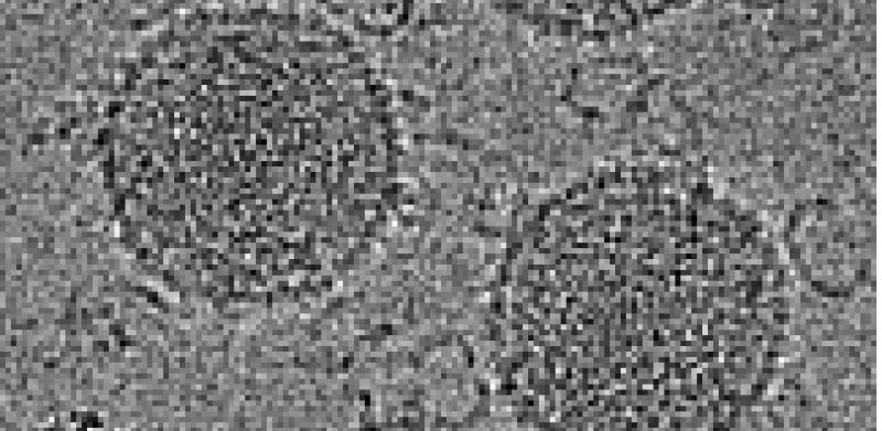 Sphaerolipoviridae