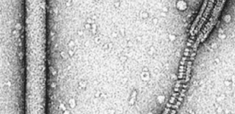 Tristromaviridae