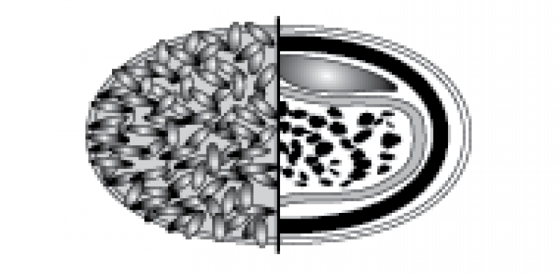 Poxvirus