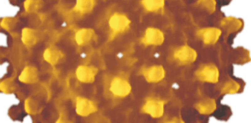 Hepadnaviridae 