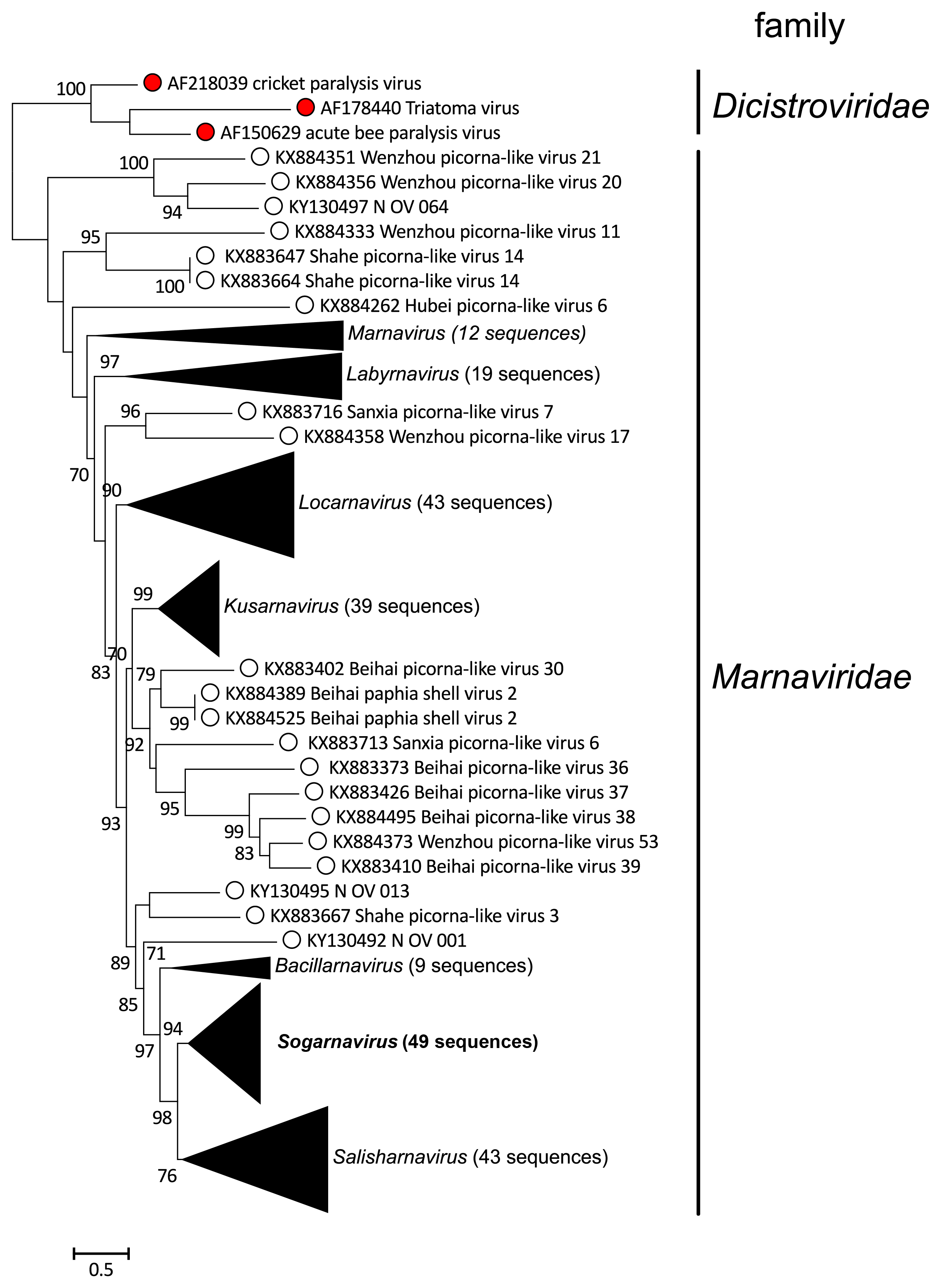 Marnaviridae phylogeny collapsed
