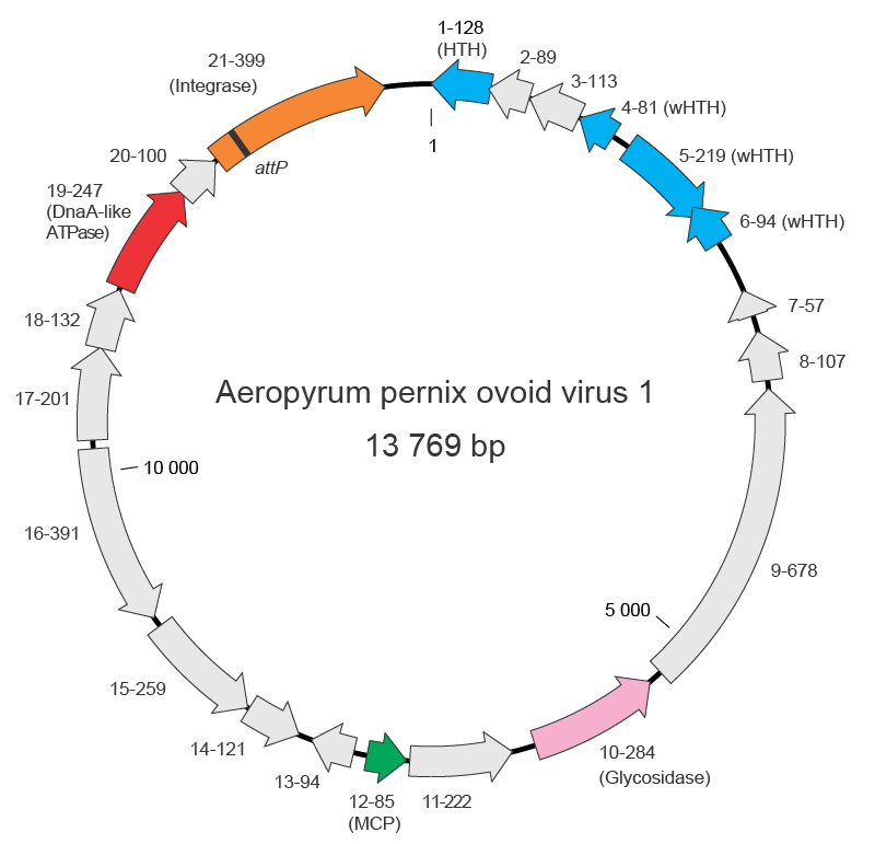 Genome organisation Guttaviridae