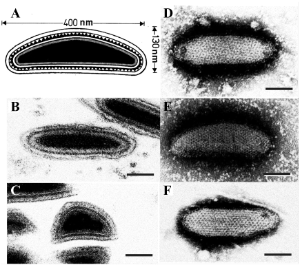 Ascoviridae - virions