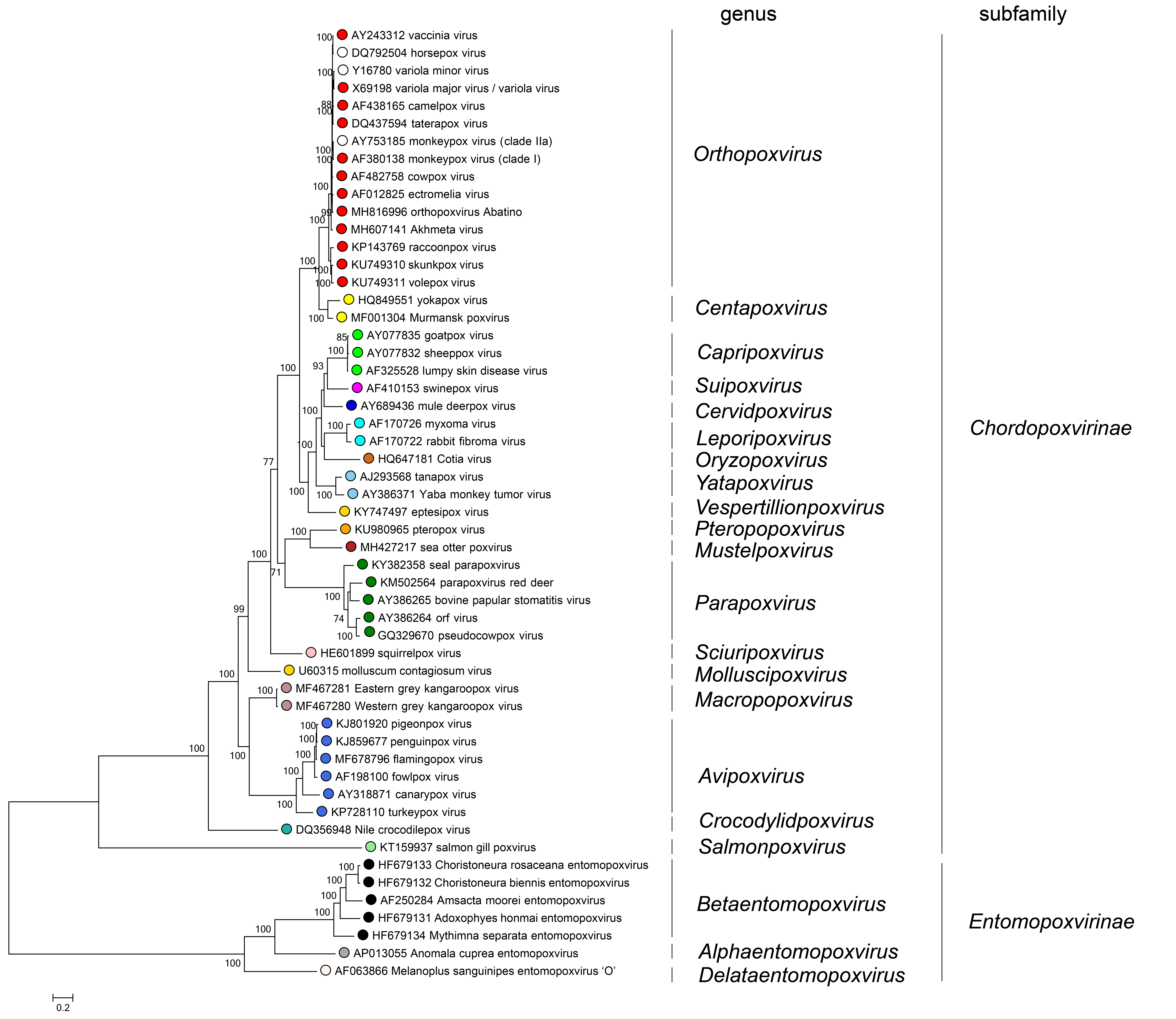 Poxviridae phylogenetic tree