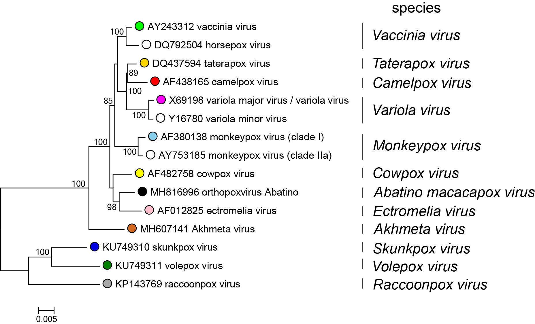 Orthopoxvirus phylogenetic tree