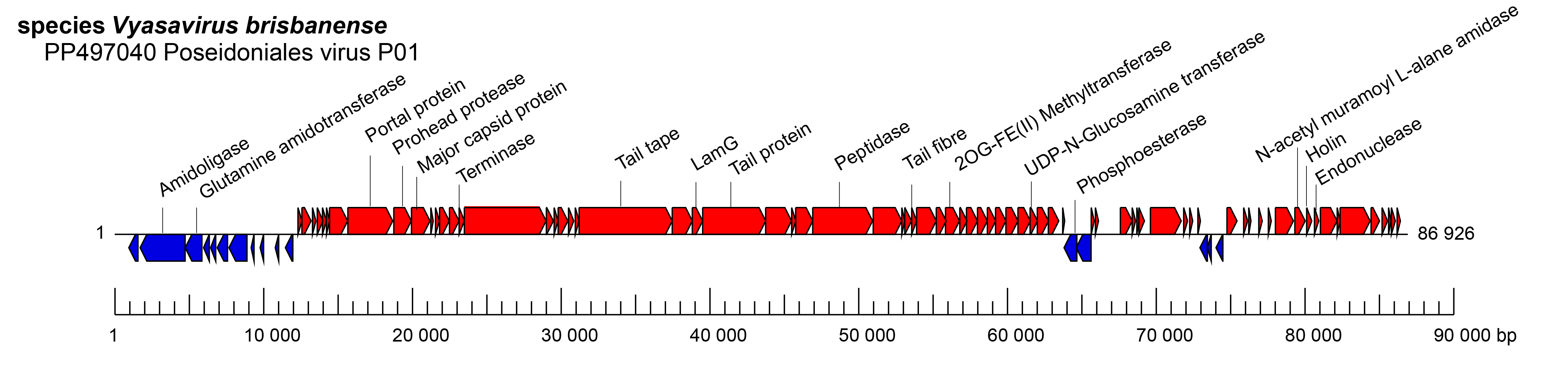 Satyavativiridae genome