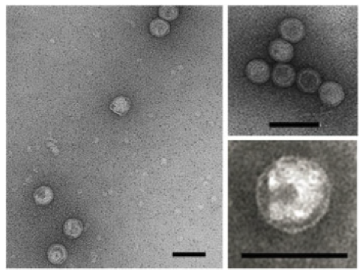 Simuloviridae virion