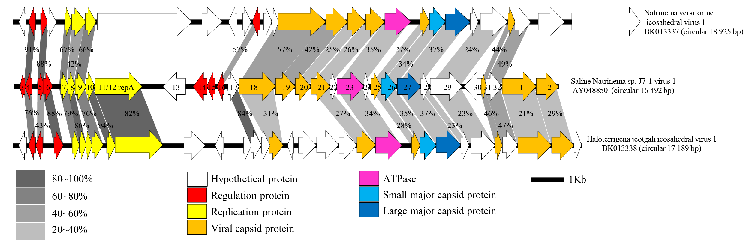 Simuloviridae genome comparison