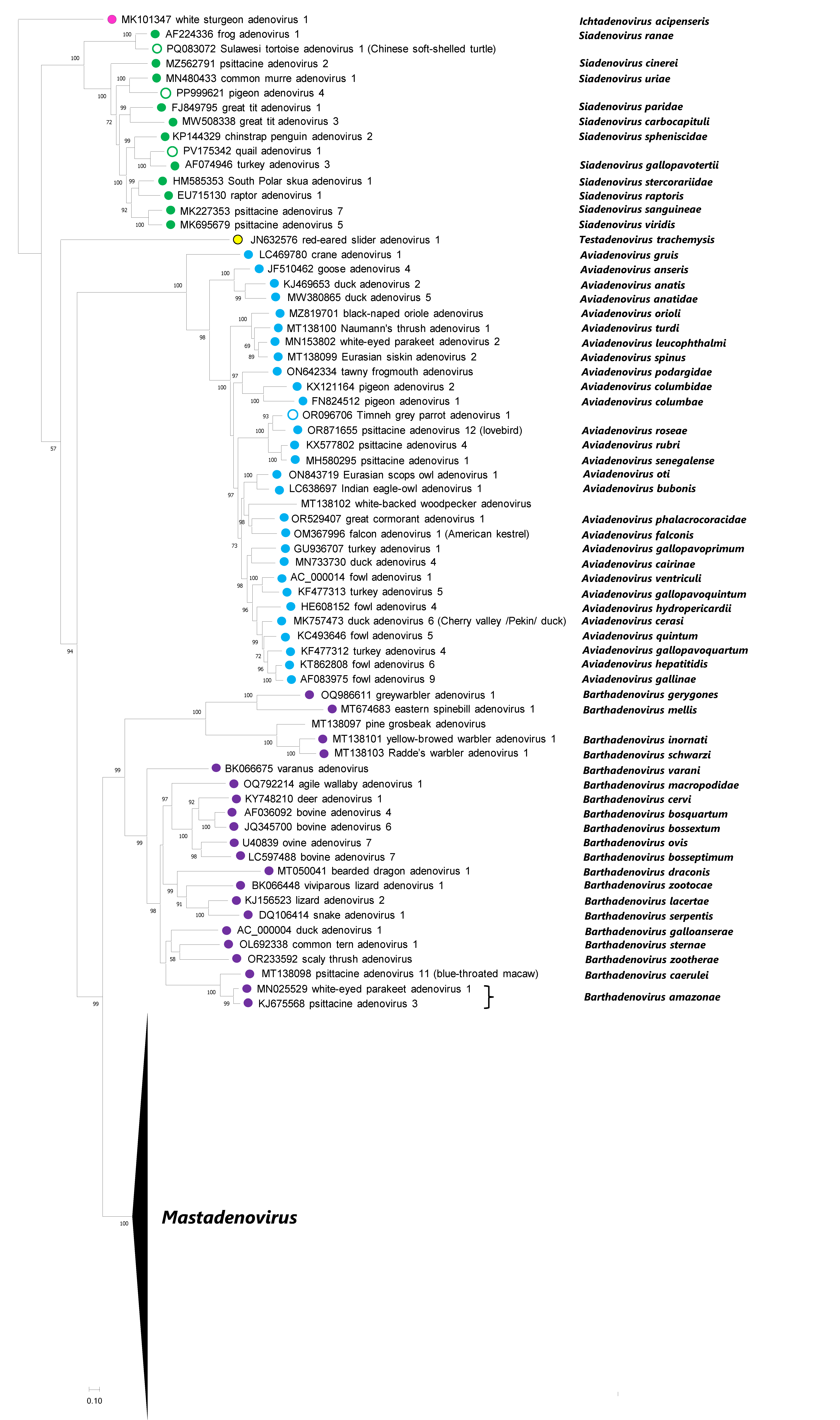 Adenoviridae phylogeny
