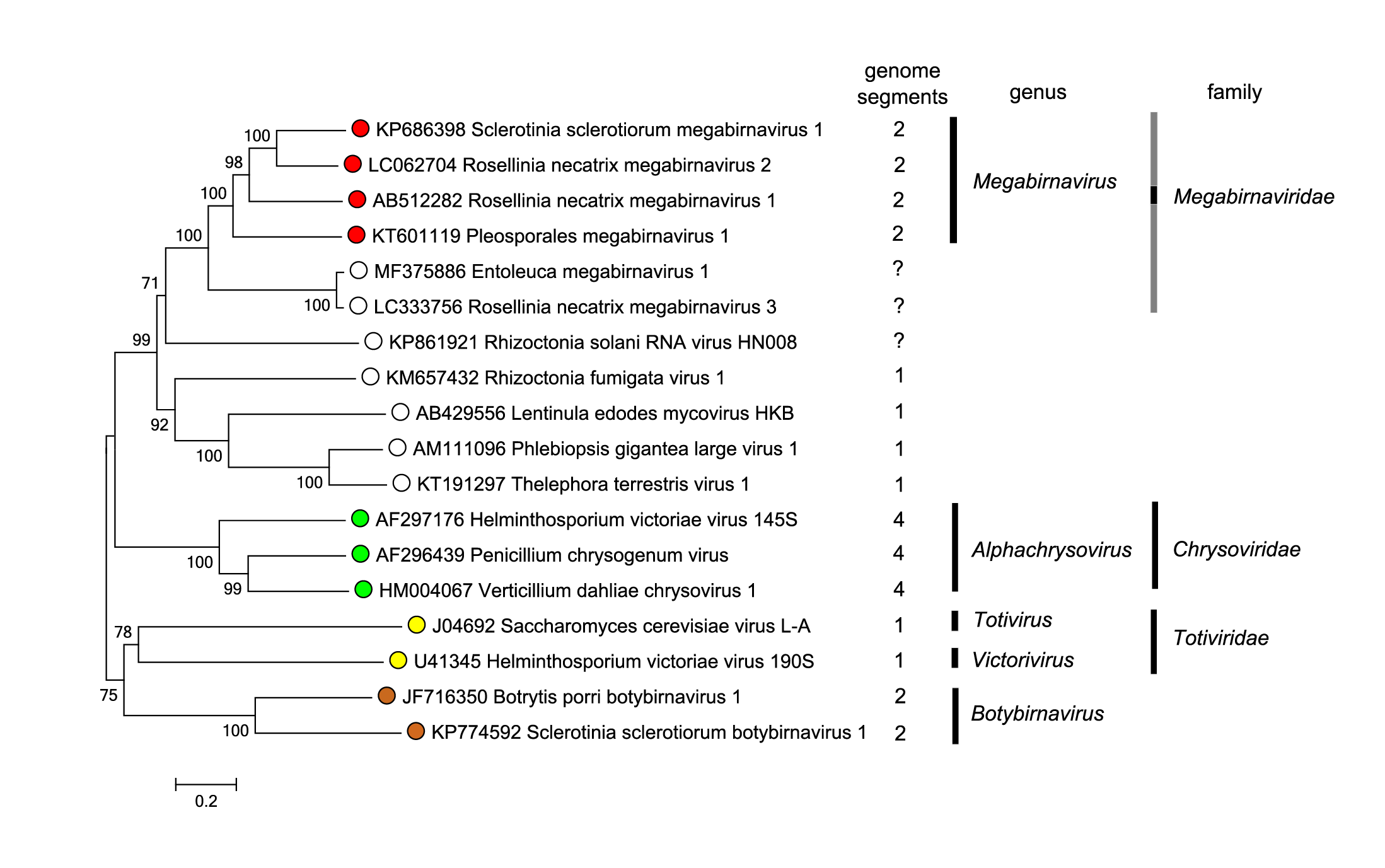 Megabirnaviridae phylogeny