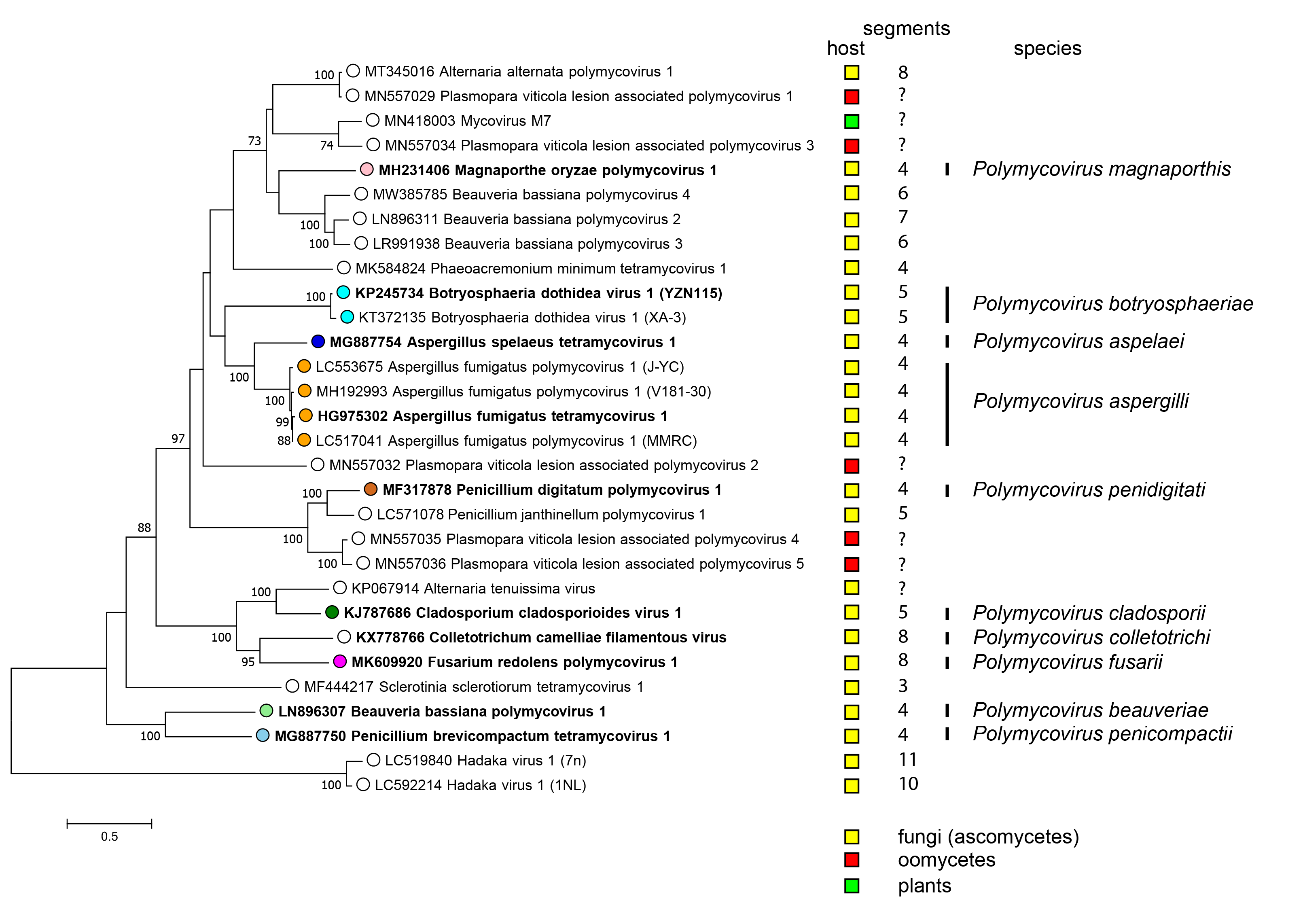 Polymycoviridae phylogeny