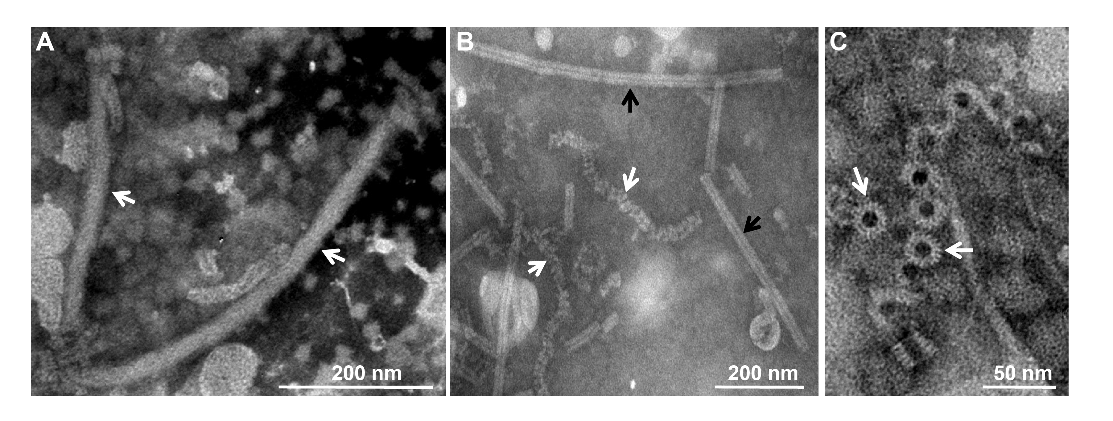 Mymonavirid particles