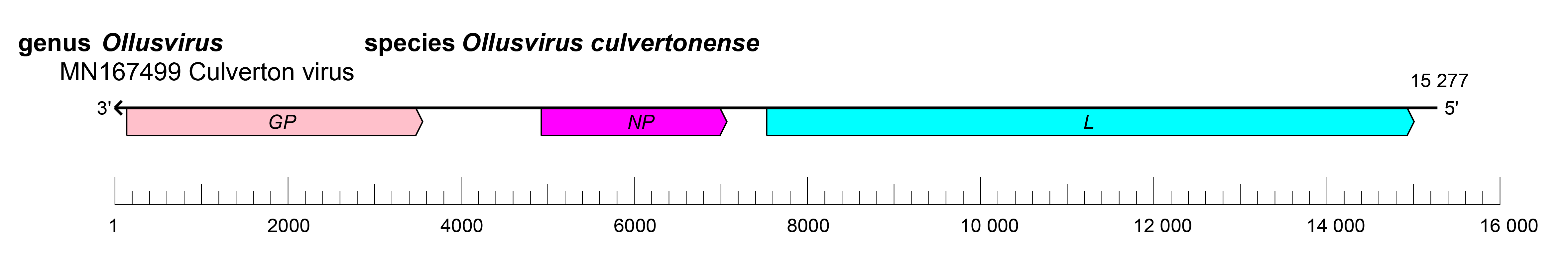 Aliusviridae genome