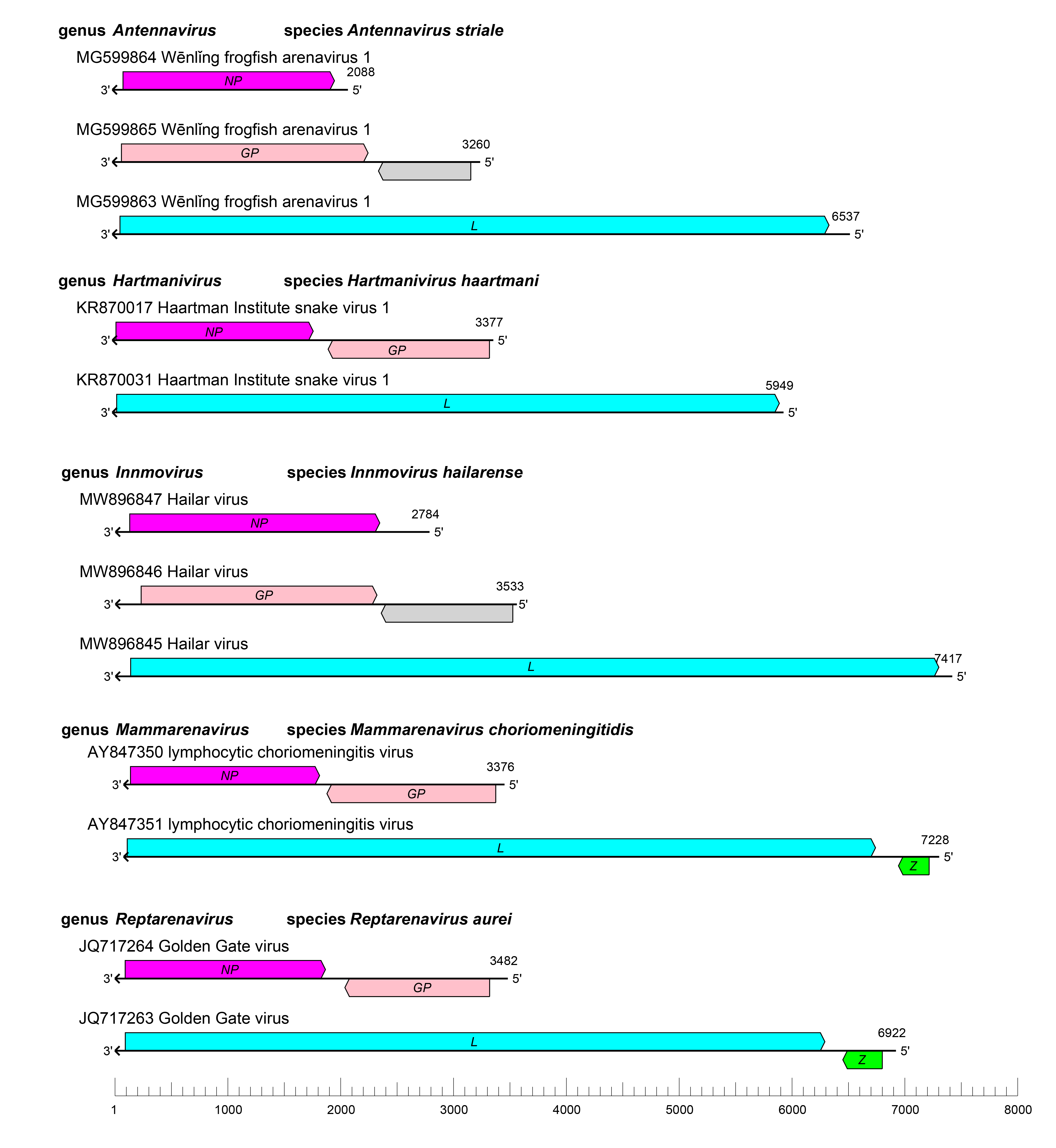 Arenaviridae genome organisation