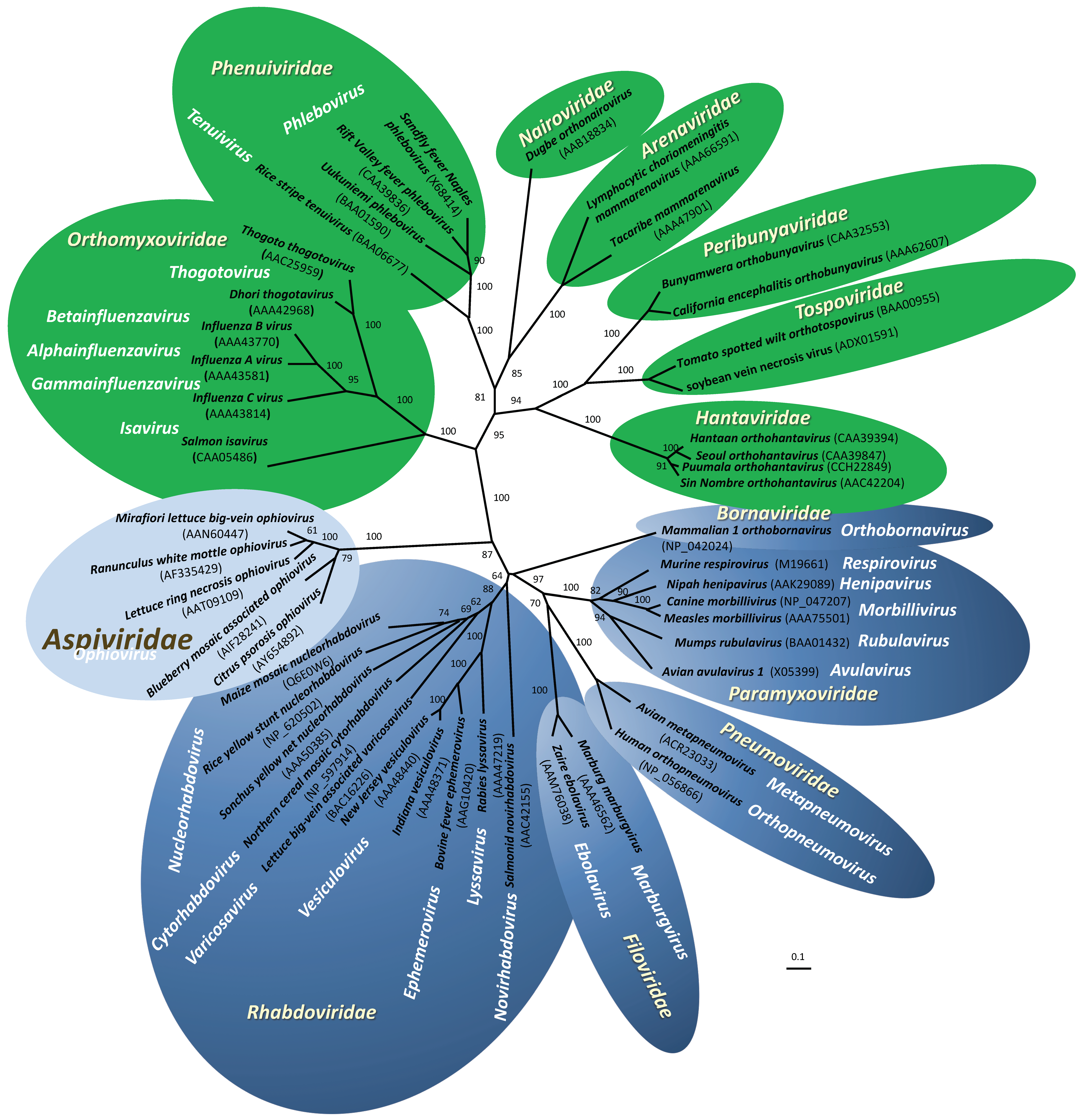 Phylogenetic tree - Aspiviridae