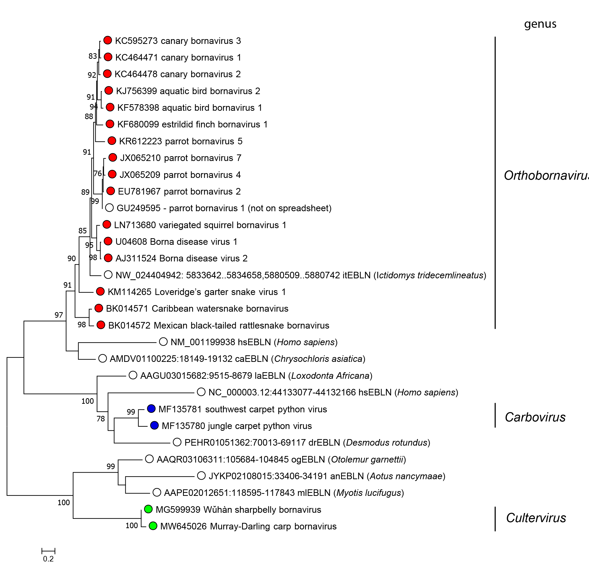 Bornaviridae phylogeny