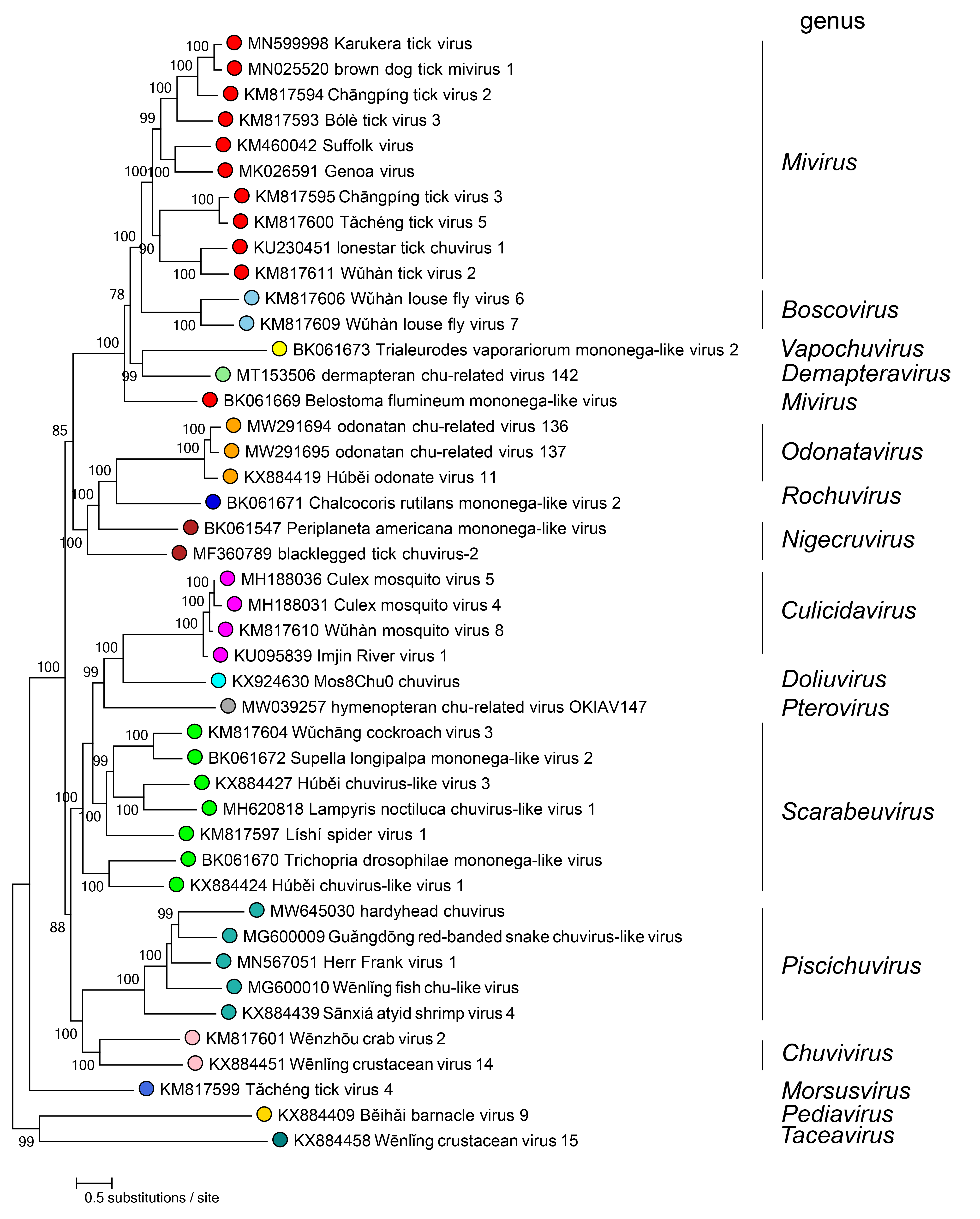 Chuviridae phylogeny