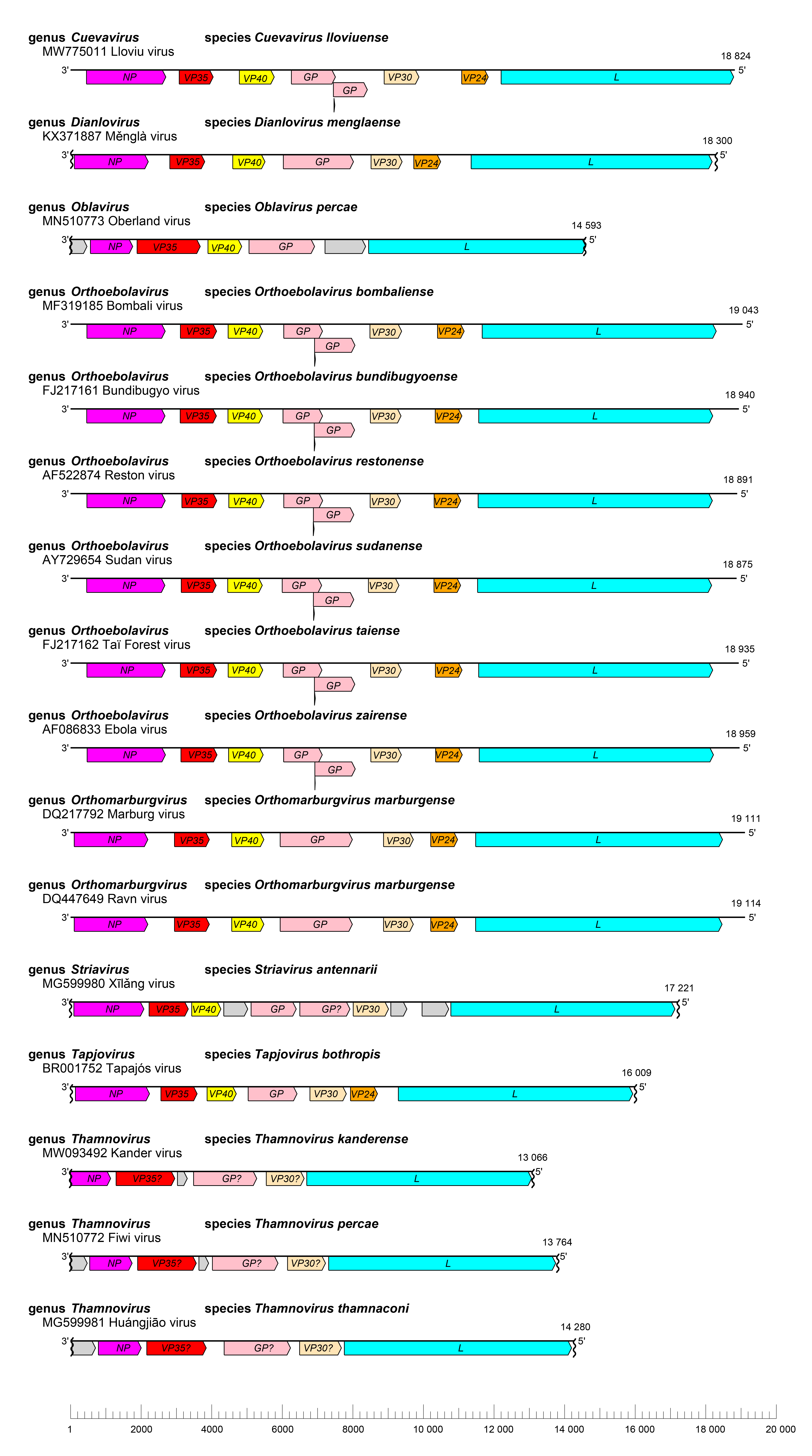 Filoviridae genome organisation