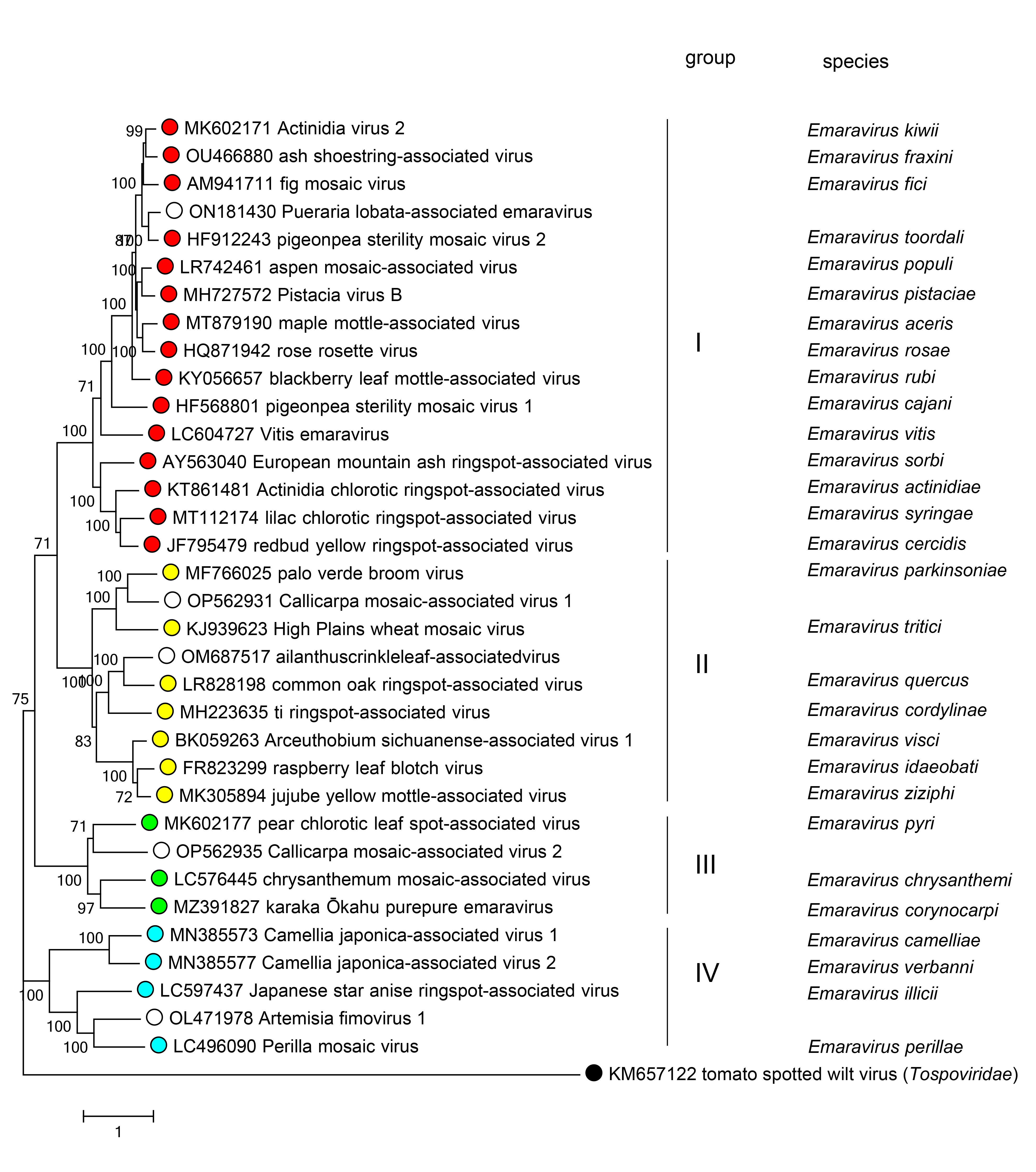 Fimoviridae phylogeny