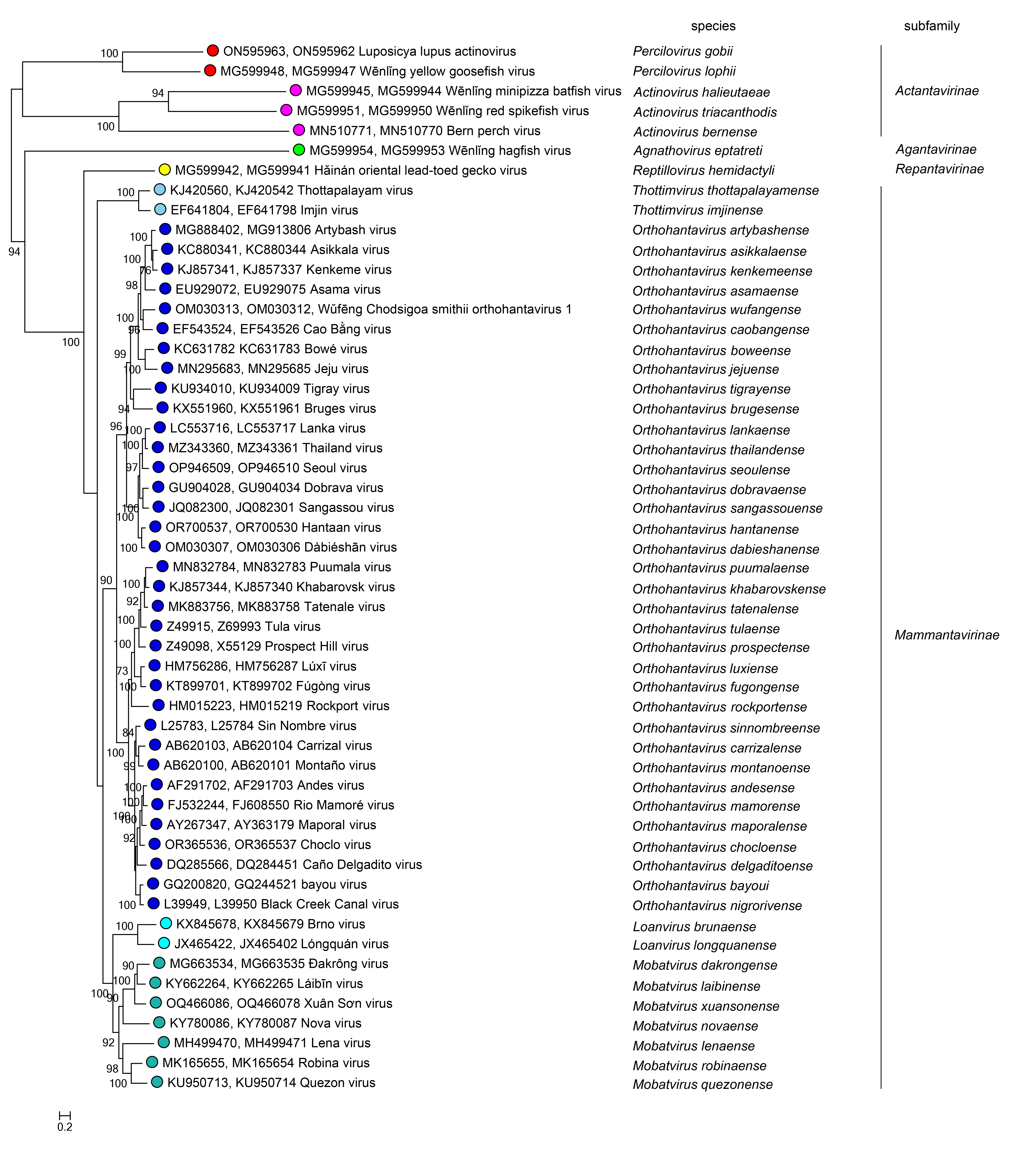 Hantaviridae phylogeny